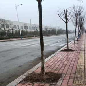 行道樹傾伏，南村鎮(zhèn)排除安全隱患