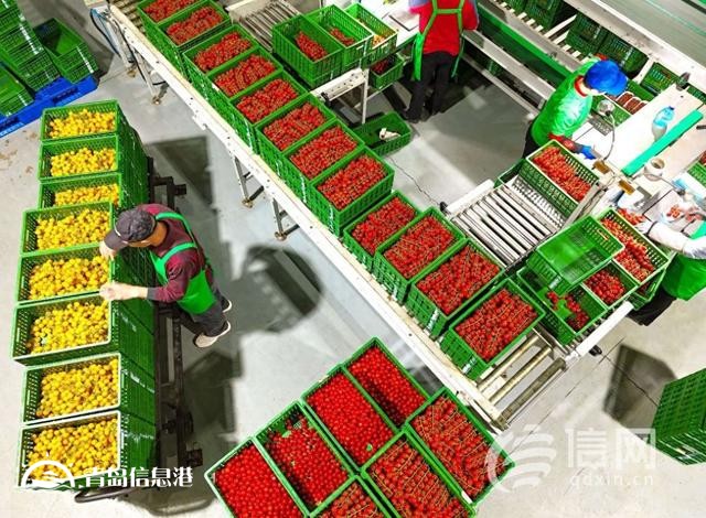 年產(chǎn)量是傳統(tǒng)溫室6-8倍 萊西智慧農(nóng)業(yè)挑起農(nóng)民增收“金扁擔(dān)”