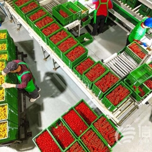 年產(chǎn)量是傳統(tǒng)溫室6-8倍 萊西智慧農(nóng)業(yè)挑起農(nóng)民增收“金扁擔(dān)”