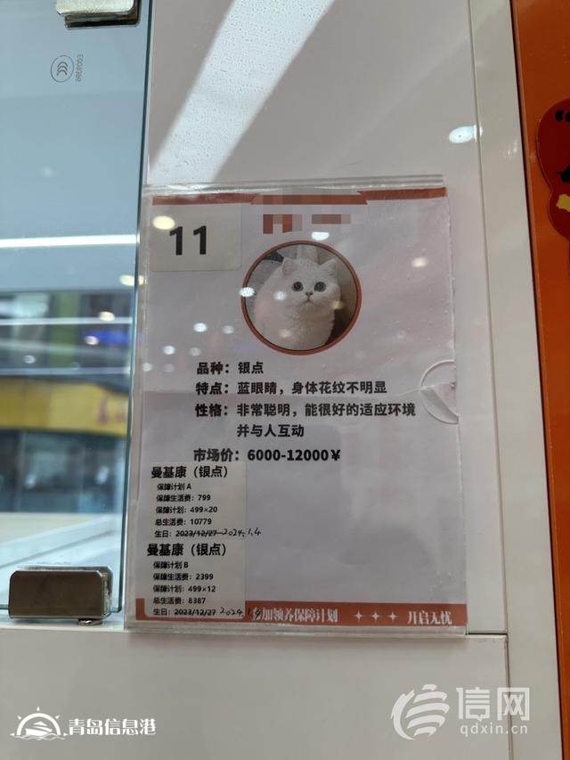 “免費(fèi)領(lǐng)養(yǎng)”小貓咪暗藏套路 “貓貓貸”套住消費(fèi)者