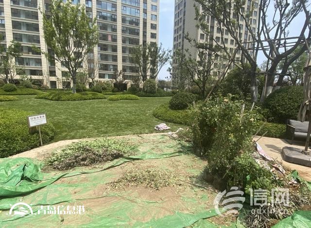 業(yè)主質疑金茂府交付標準減配 開發(fā)商將對綠化景觀提升