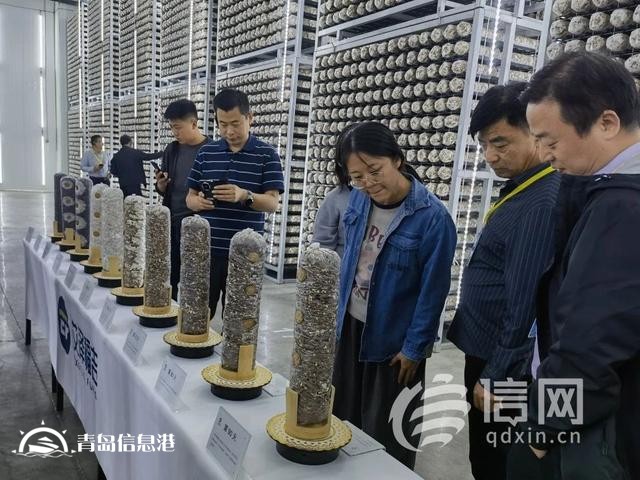 新品種新技術(shù) 國家食用菌產(chǎn)業(yè)技術(shù)體系“三新”交流會在萊西舉辦