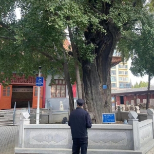 平度市東閣街道執(zhí)法中隊全力保護古樹名木，美化城市生態(tài)