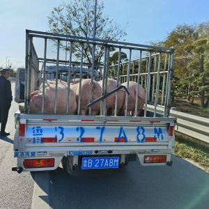 同和中隊“信用+執(zhí)法”豬肉疫證檢查