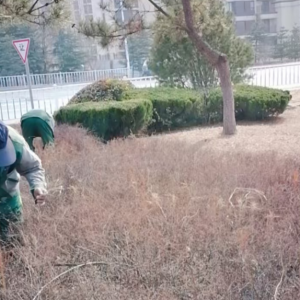 清理綠化帶枯枝落葉，營造干凈整潔轄區(qū)環(huán)境