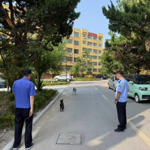 平度市東閣街道執(zhí)法中隊查處不文明養(yǎng)犬，共繪和諧家園