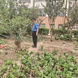 平度市東閣街道執(zhí)法中隊(duì)“信用+”整治占綠毀綠，守護(hù)公共綠地 ...